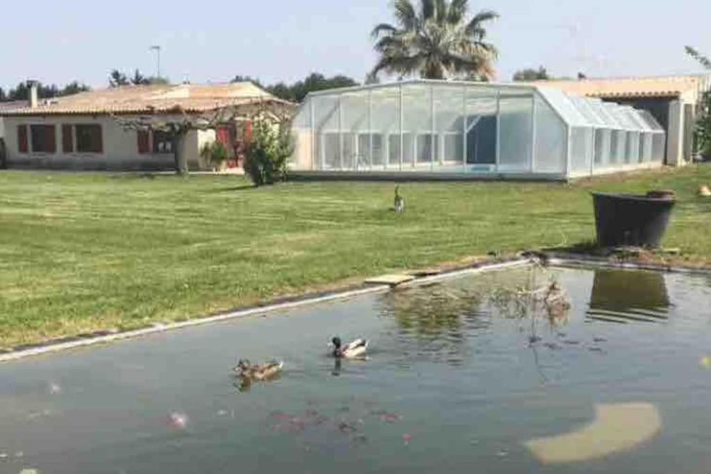 Appartement A 10Km De La Grande Motte, Palavas... Lunel  Esterno foto